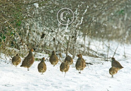 Covey of Grey Partridges in the Snow